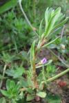 Lythrum hyssopifolia