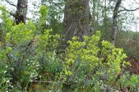 Euphorbia amygdaloides