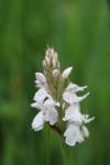 Dactylorhiza maculata