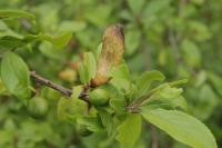 Prunus spinosa