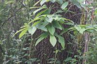 Castanea sativa