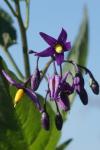 Solanum dulcamara
