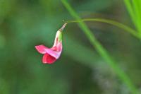 Lathyrus nissolia