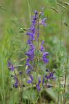 Salvia pratensis