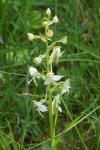 Platanthera chlorantha