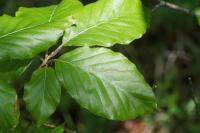 Fagus sylvatica