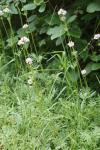 Valeriana officinalis