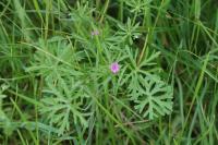 Geranium dissectum