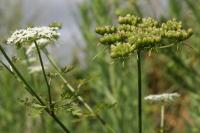 Aethusa cynapium