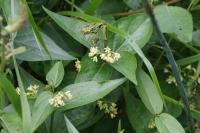 Vincetoxicum hirundinaria