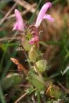 Pedicularis sylvatica