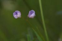 Ervum tetraspermum