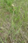 Tragopogon pratensis