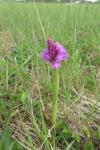 Anacamptis pyramidalis