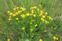 Lotus corniculatus