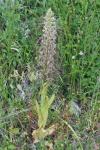 Himantoglossum hircinum