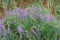 Vicia cracca