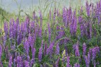 Vicia cracca