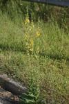 Verbascum blattaria