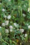 Trifolium arvense
