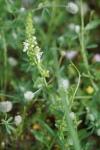Stachys recta
