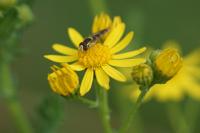 Jacobaea vulgaris