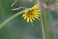 Tragopogon pratensis