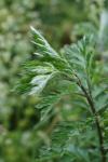 Artemisia vulgaris