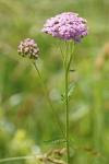 Achillea millefolium