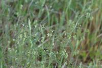 Ervilia hirsuta