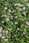 Coronilla varia