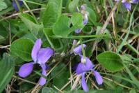 Viola hirta