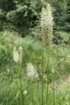 Phyteuma spicatum