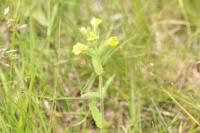 Bellardia viscosa