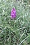 Anacamptis pyramidalis