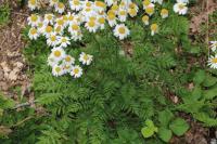 Tanacetum corymbosum