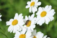 Tanacetum corymbosum