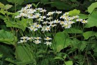 Tanacetum corymbosum