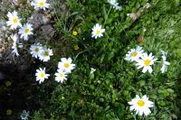 Leucanthemum vulgare