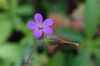 Geranium robertianum