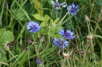 Cyanus segetum