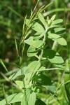 Hypericum hirsutum