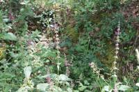 Stachys sylvatica