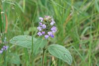 Prunella vulgaris