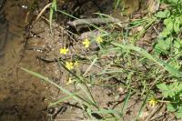 Ranunculus flammula