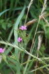 Dianthus armeria