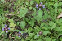 Prunella vulgaris
