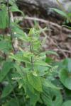 Teucrium scorodonia