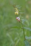 Melampyrum pratense