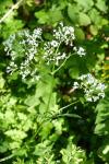 Valeriana officinalis